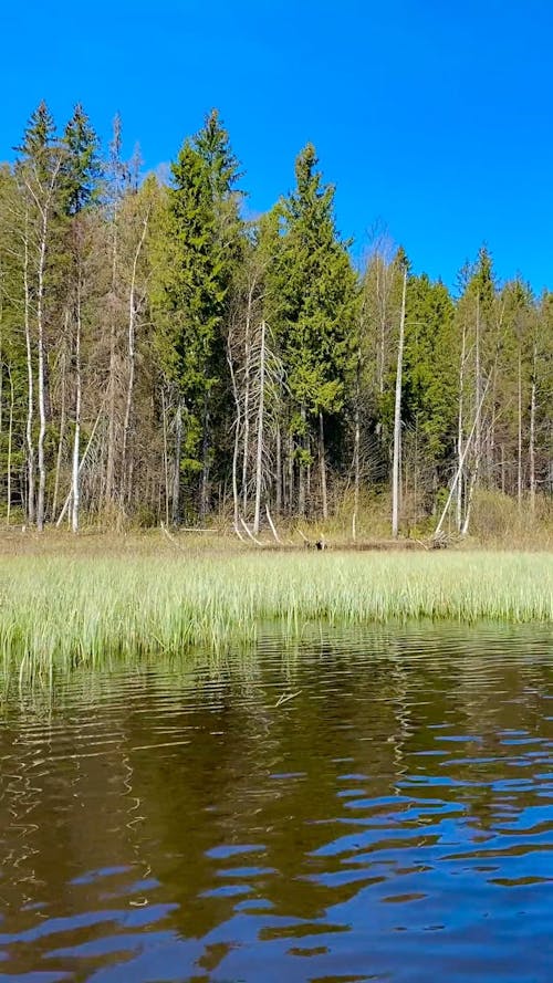 Common Reed Grass Growing On Water