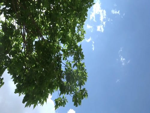 Low Angle Shot of Tree Leaves Swaying in the Wind