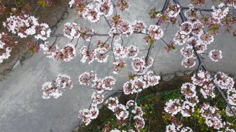 樱花竖屏视频素材视频素材免费下载免费下载视频素材