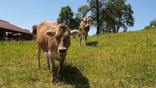 Brown Cows on Green Grass