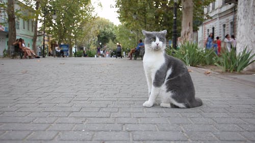 Gray Cat on the Street