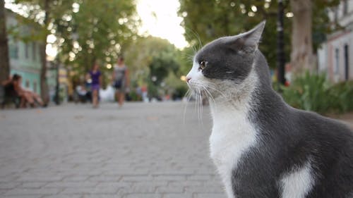 Gray Cat on the Street