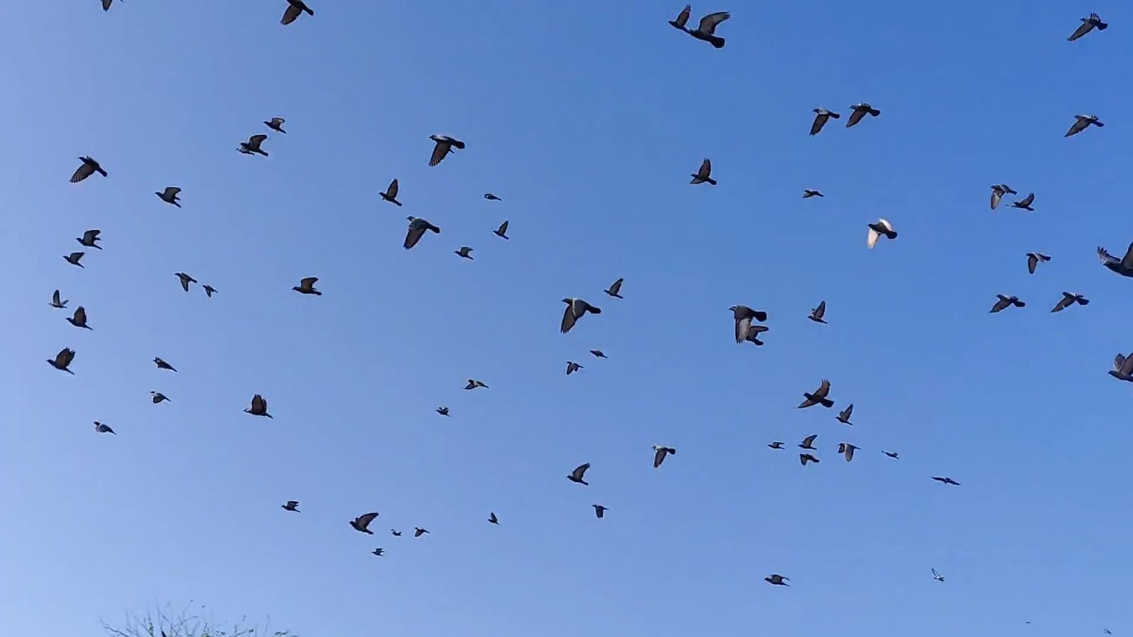 Fly Video Birds Flying in Slow Motion Free Stock Video Footage, Royalty-Free 4K ...