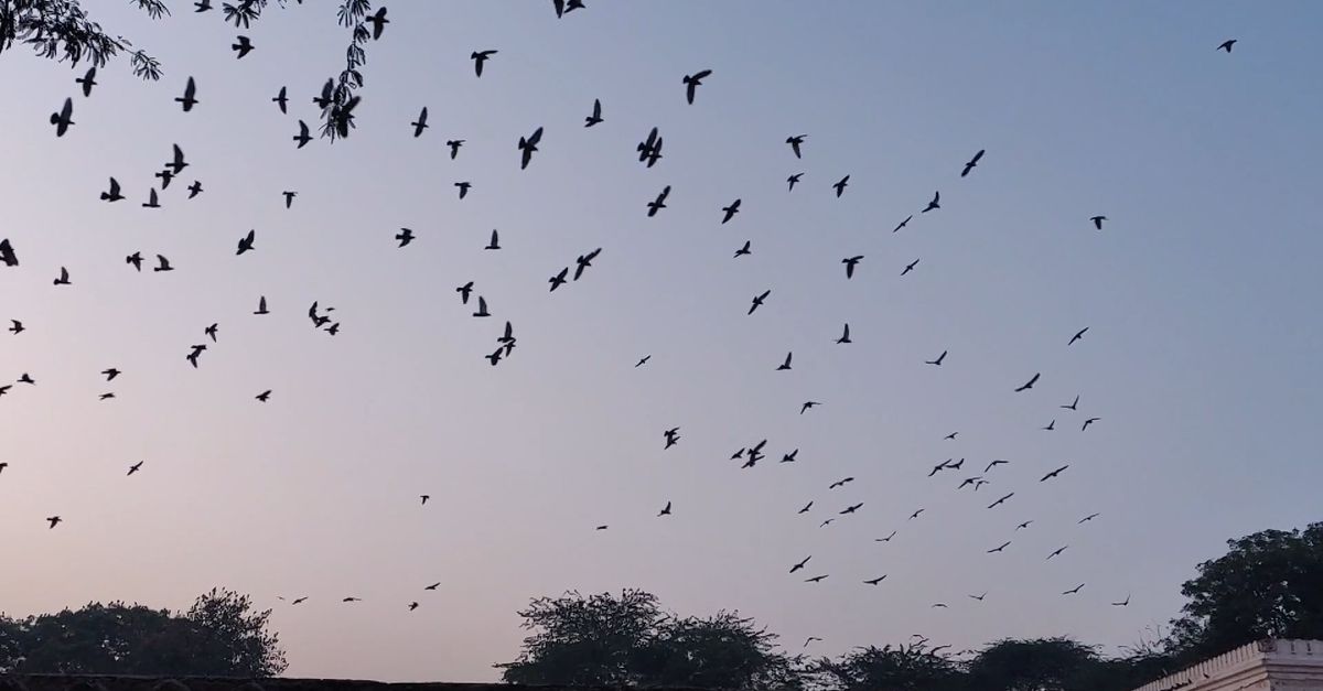 Fly Video Birds Flying in Slow Motion · Free Stock Video