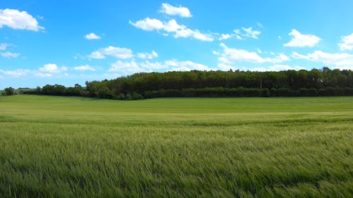 Wind Blowing Green Grass