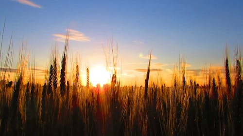 Sunset Over Field