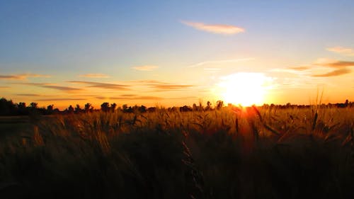 Sunset View In The Horizon From An Open Grass Field