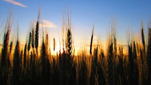 Sunset Over Field