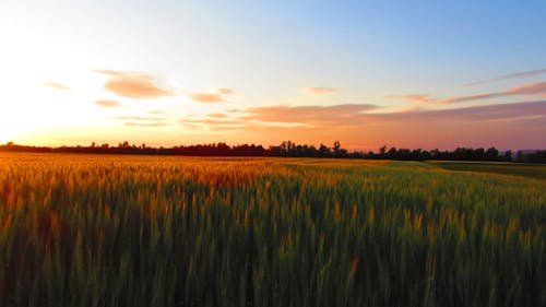 Golden Hour Sky Over the Farmland