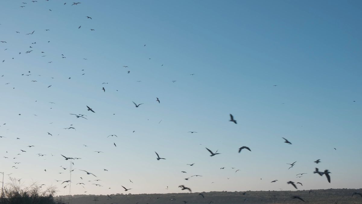 Ird Flying Birds Flying in Slow Motion Free Stock Video Footage, Royalty-Free 4K ...