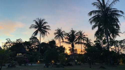 Silhouette of Trees During Sunset