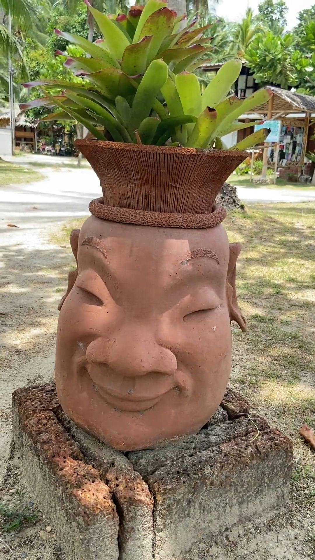 Face Clay Pots with Plants Free Stock Video Footage, RoyaltyFree 4K & HD Video Clip