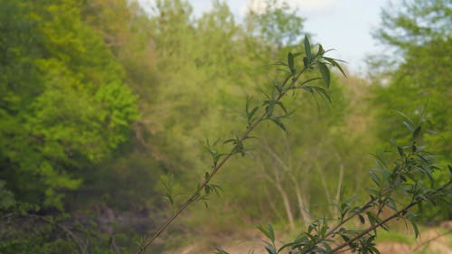 Green Trees