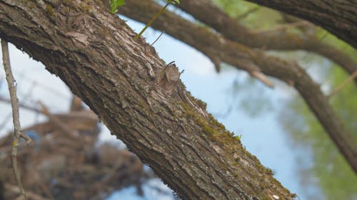 Tree Trunk