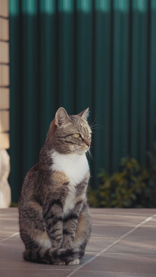 Curious Gray Cat