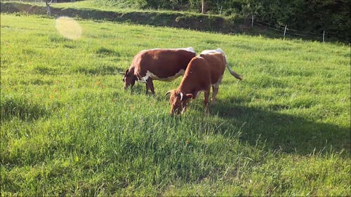 Cows on Field