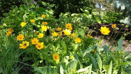 Yellow Flowers