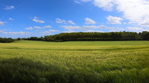 Scenery of Relaxing Farm Field During Daytime