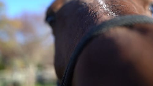 Close-Up View of a Brown Horse