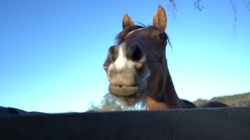 Close-Up View of Brown Horse