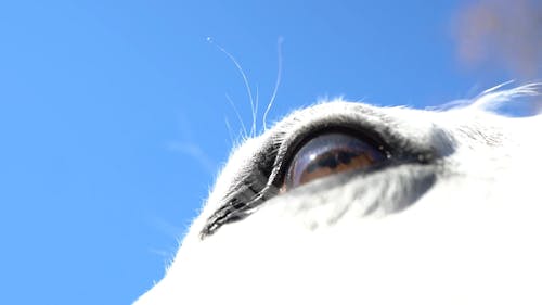 Close-Up View of White Horse's Eye