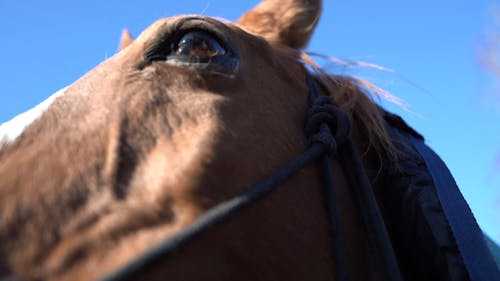 Close-Up View of Brown Horse's Head