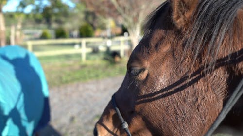 Close-Up View of a Person Putting on the Bridle of the Brown Horse