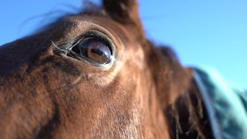 Close-Up View of a Brown Horse's Head