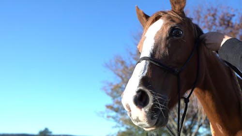 Person Putting on the Bridle of the Brown Horse