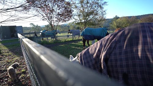 Livestock Horses on Pastoral Land