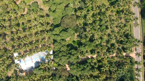 Drone Footage Of A Coconut Plantation