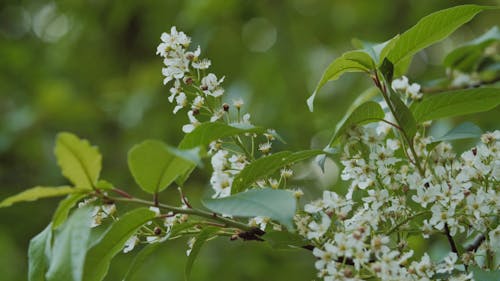 White Flowers