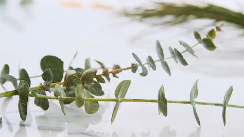 Fresh Green Leaves