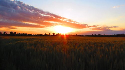 Grass Field During Sunset