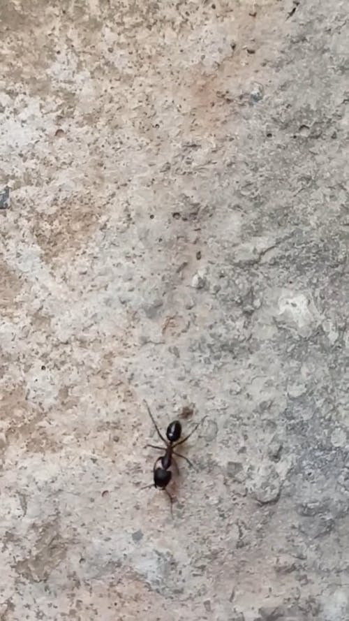 Black Ant Crawling On Ground