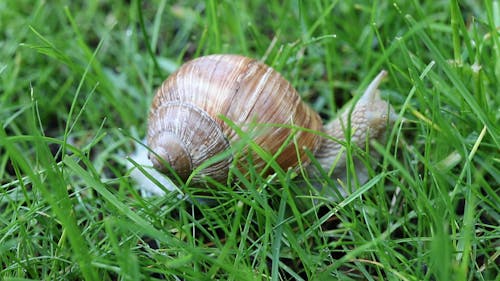 Snail Crawling on the Grass
