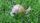 snail