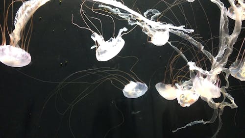Group of Jellyfish Swimming Underwater