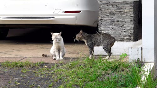 Two Cats Fighting