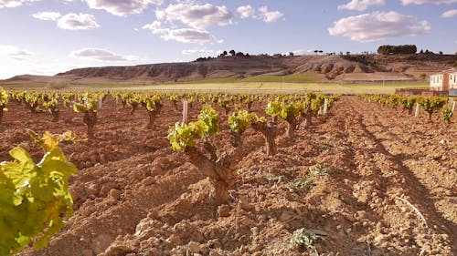 Vineyard Footage