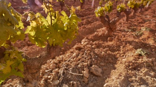 Close Up Footage of Vineyard