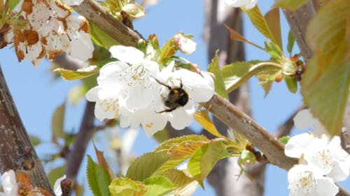 Bee on White Flowers