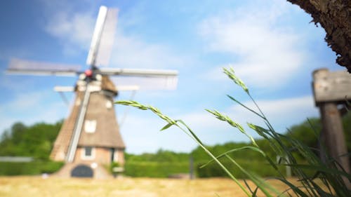 Green Grass and Windmill