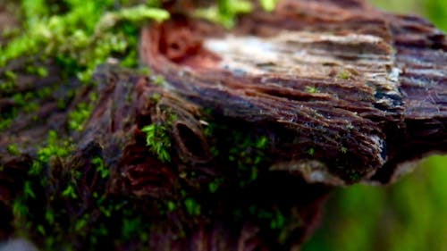 Close-up Footage of Tree Bark