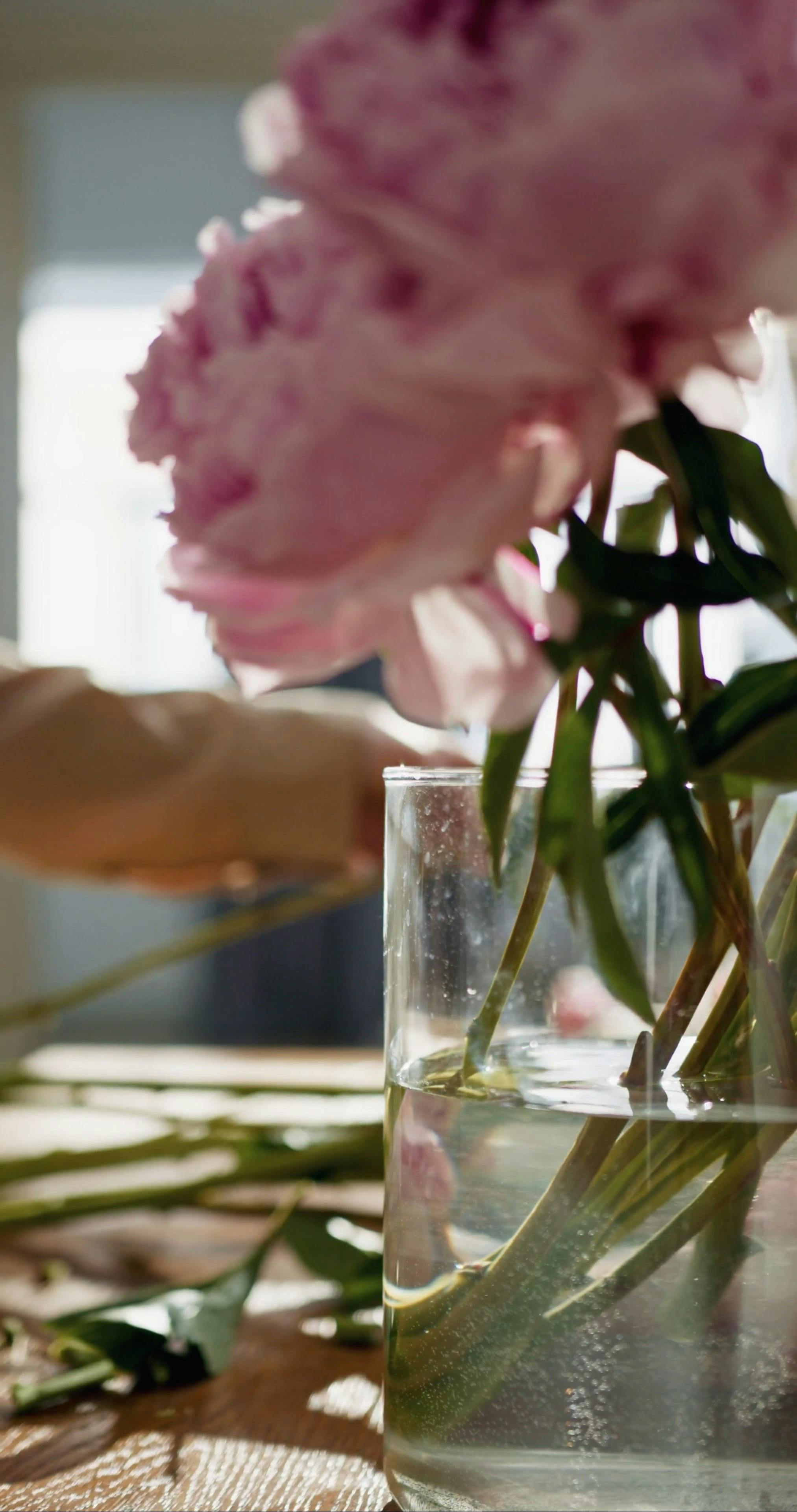 Placing Pink Flowers On A Vase With Water Free Stock Video Footage