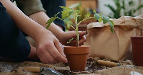 Tagging A Tomato Plant Growing On A Pot 
