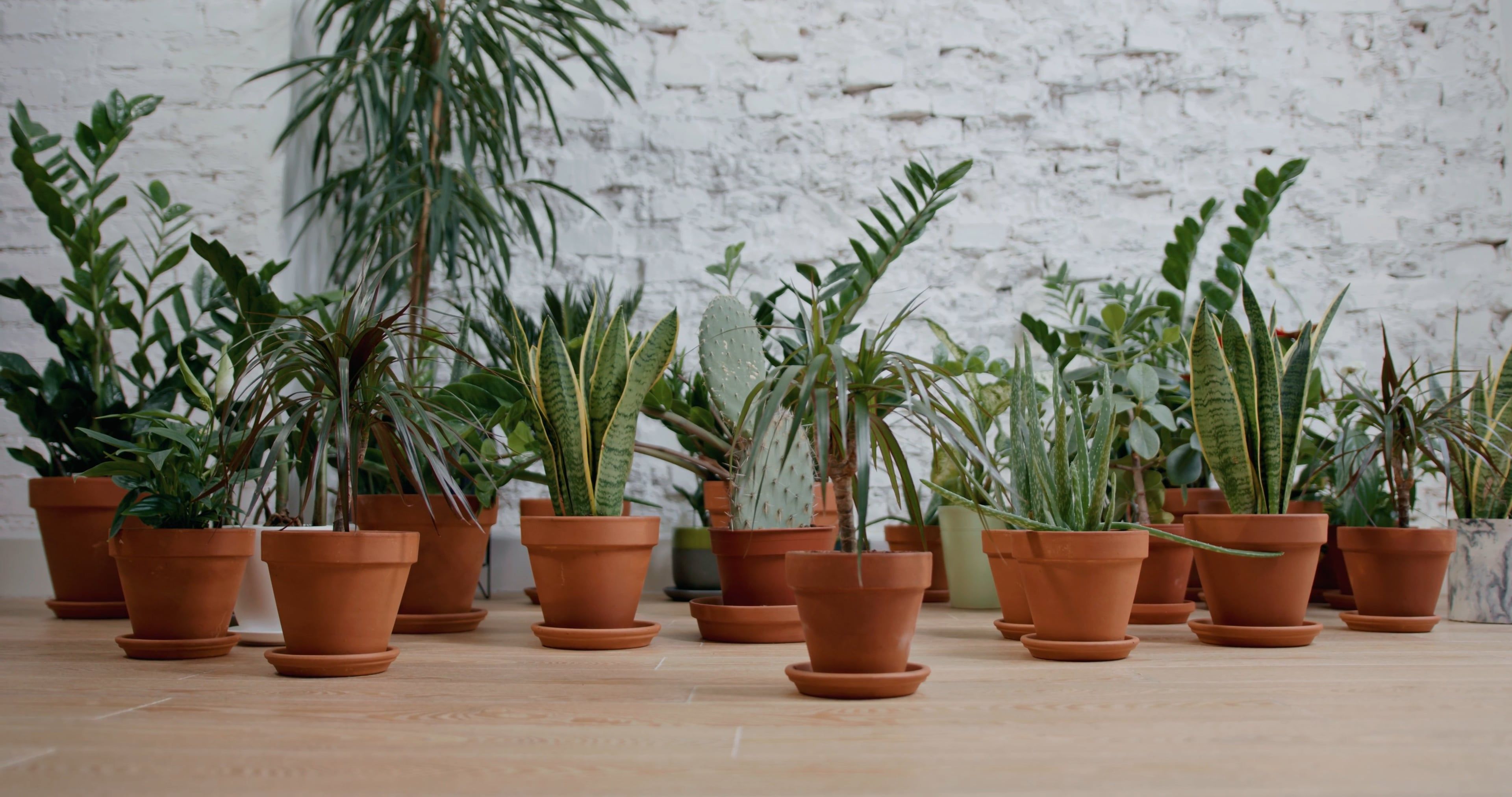 A collection of potted plants on a table Free Stock Video Footage ...