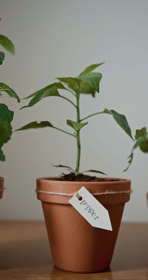 Diagnosed leaf