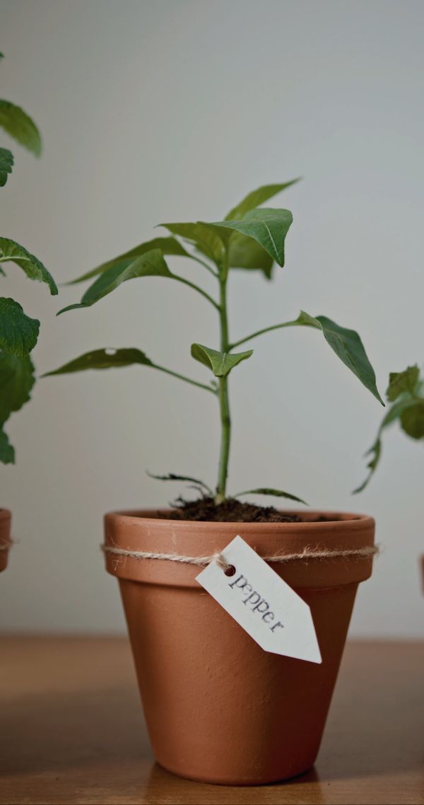 Your plant