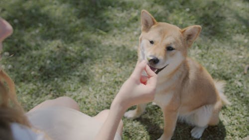 Woman Playing With Her Dog